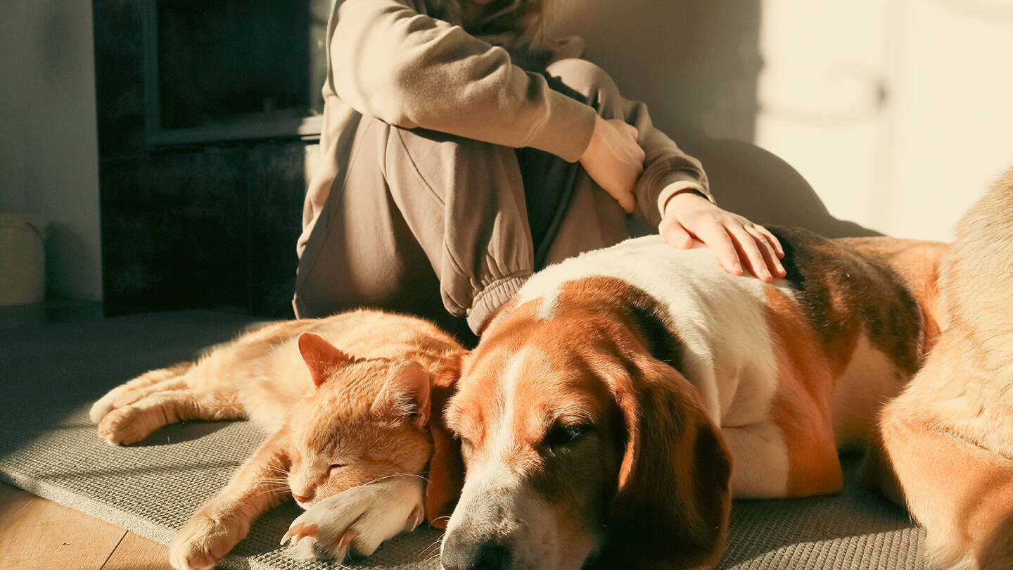 dog and cat sleeping in sunshine