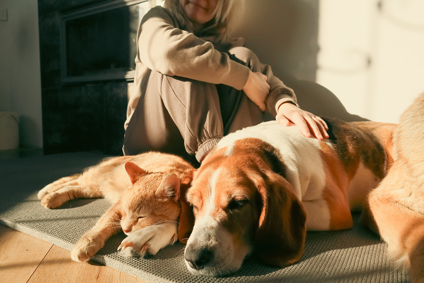 dog and cat sleeping in sunshine